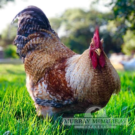 mcmurray hatchery pullets